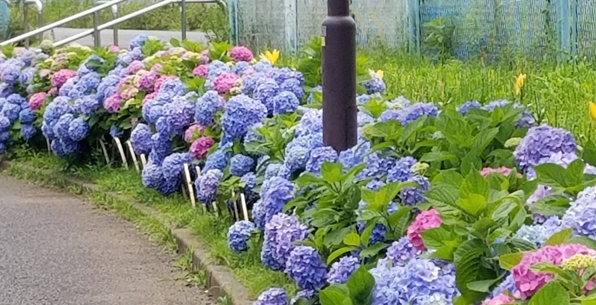 瀬谷区の花アジサイ【花のコラム】